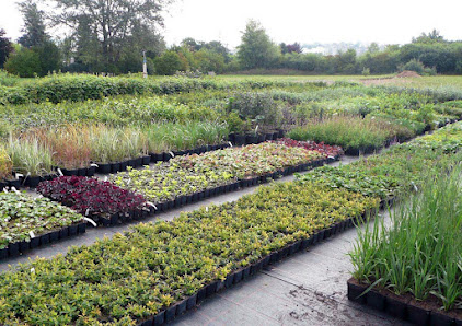 GartenBaumschule Inh. Arthur Ringelmann