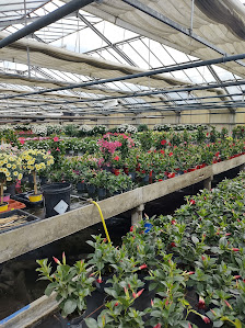 Blumengroßhandel A & A Flowers GmbH