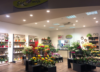 Blumen Edelweiß Schweinfurt 1