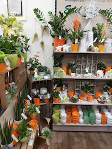 Blumen Edelweiß Schweinfurt 1
