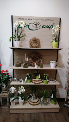 Blumen Edelweiß Schweinfurt 2