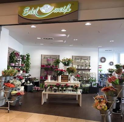 Blumen Edelweiß Schweinfurt Stadtgalerie