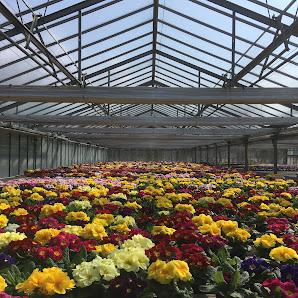 Rupprecht Blumen Gärtnerei