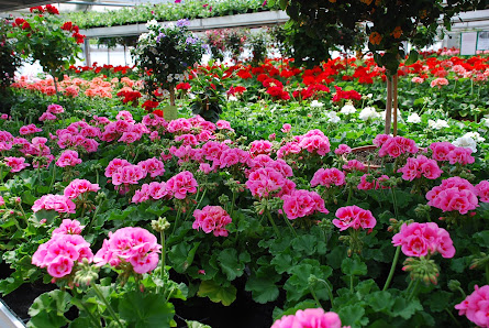 Blumen Türpitz