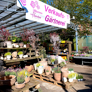 Blumen Tomfort Verkaufsgärtnerei Pflanzen-Überwinterunsgservice