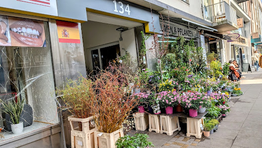 Blumen & Pflanzen Le
