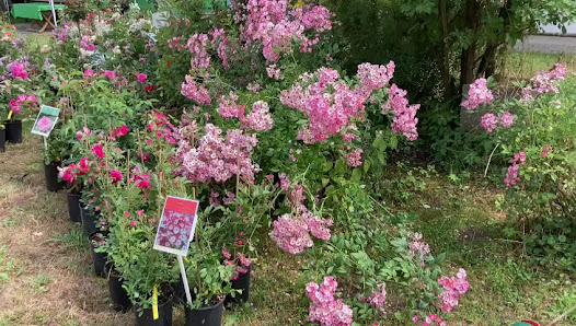 Schmid Gartenpflanzen