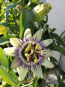Blumenzauber Ismaning
