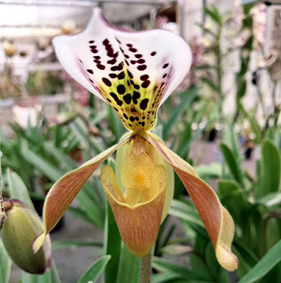 Orchideen Rehbein