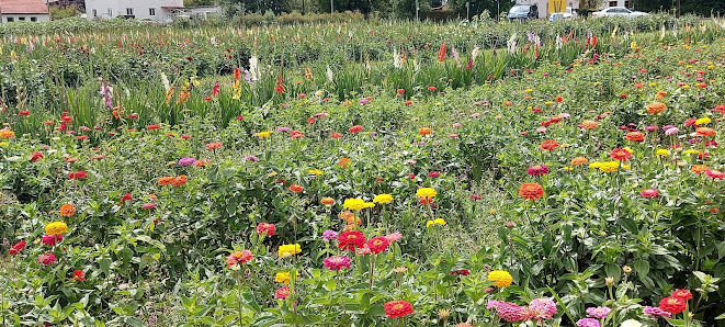 Ammersee BLUMEN PFLÜCKEN Thalhofen