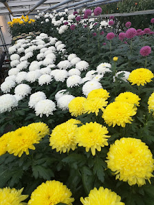 Blumen Böswirth | Gärtnerei Pfaffenhofen
