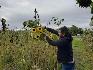 Blumen Selbst pflücken