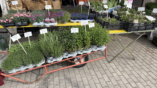 Landwirtschaftliche Gärtnerei Liane Willand-Schäfer
