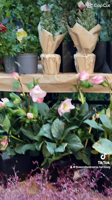 Flowers For Dreams Hamburg