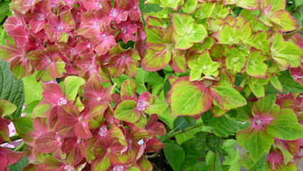 Gartenbauer