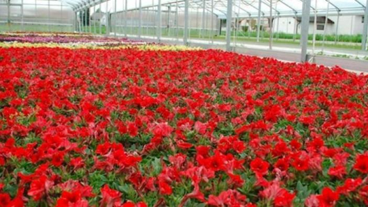 1A Garten Strauß