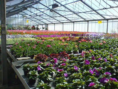 Blumen Dorsch - Zweigbetrieb