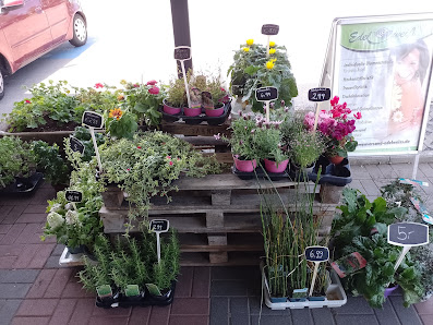 Blumen Edelweiß Bad Neustadt 1