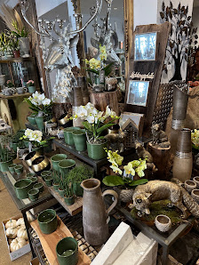 Blumen Sternfrieder Forchheim