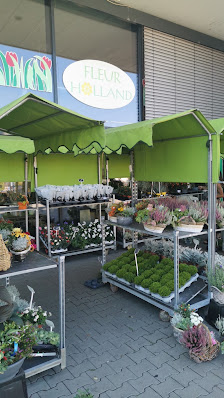 Fleur Holland Blumen