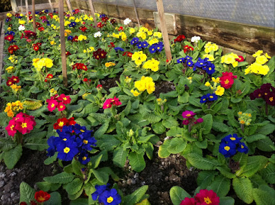 Blumen Merklein