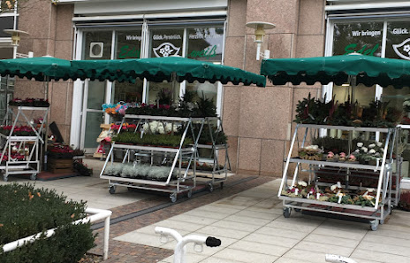 Blumen Edelweiß Bad Kissingen