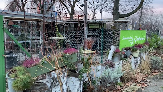 Immergrün Berlin