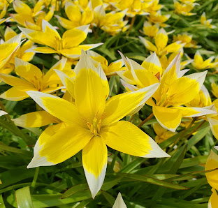 StielBlüte - Martina Seifert