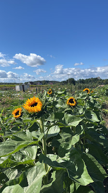 Blumen- und Kürbisfeld vom Milchviehhof Uysmüller
