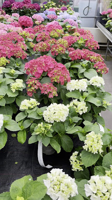 Blumenhof Pein