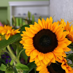 Blumen Pleyer Inh. Frieda Sigrid Heinze
