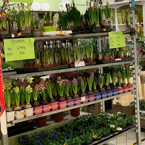 Holland Bloemen Shops UG