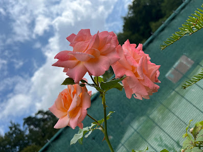 Tölzer Blume