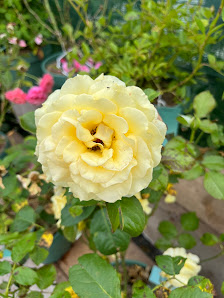 Tölzer Blume