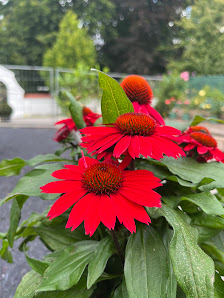 Tölzer Blume