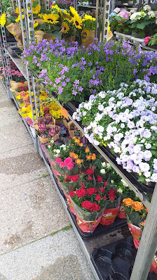 Blumenladen Pflanzen