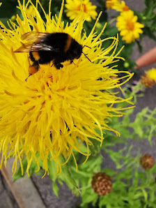Blumen Schultz