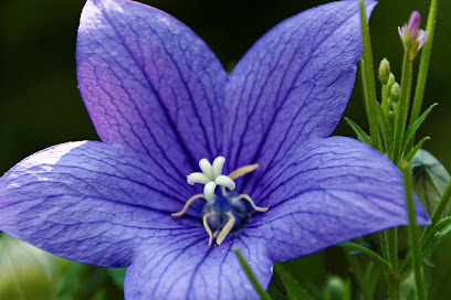 Blumen-Großhändler