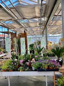 Blumen Amberger