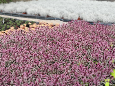 Blumenhaus Wartner