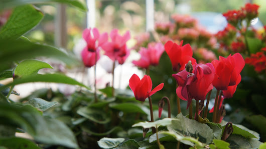 Olivers Blumenmanufaktur in Kirchheim