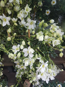 BLUME2000 Hamburg Blankenese