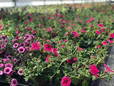 Blumen May