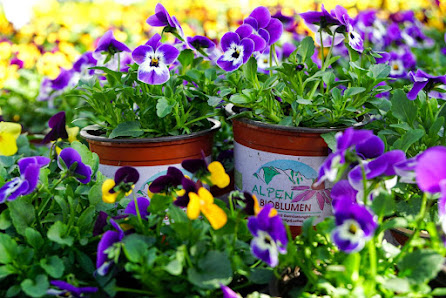 Alpenbioblumen