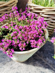 floraleben