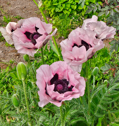 Gartenbauer