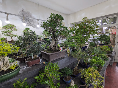 Bonsai Garten Inh. Anja Tobien