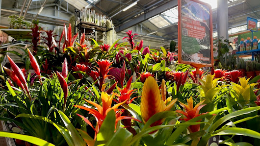 OBI Gartencenter Hamburg-Altona