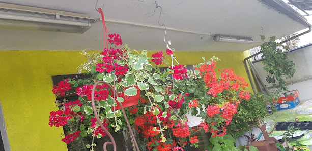Blumen Fischer