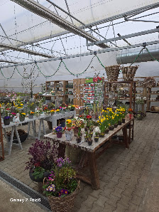 Blumen Eber